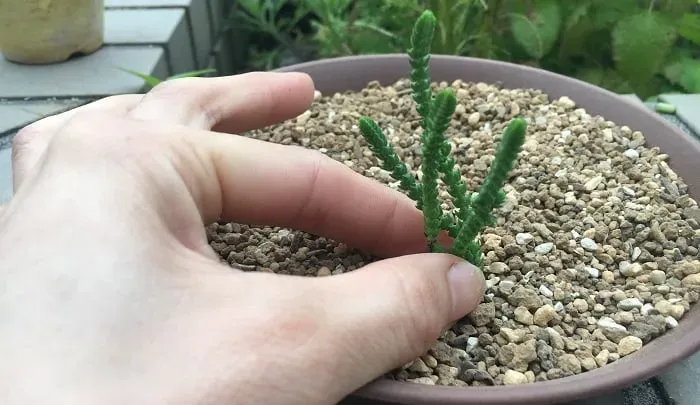 多肉植物 若緑 増やし方：確実！失敗しない方法を解説
